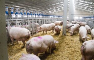 El sector porcino se reivindica como un potente motor del empleo en España, con más de 420.000 trabajadores