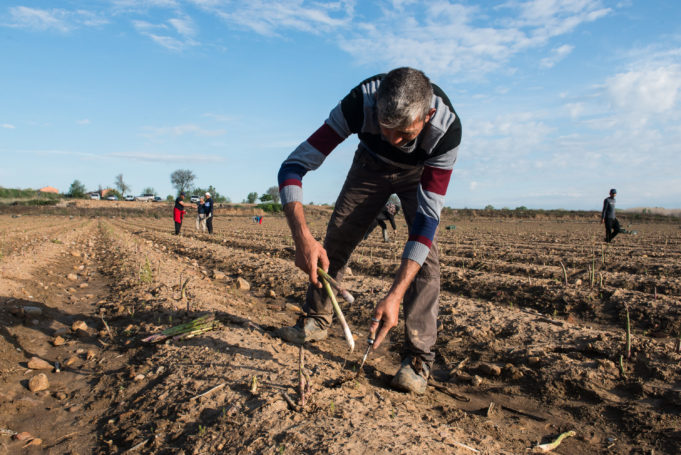 CCOO Extremadura aplaude la ampliación de protección por desempleo para contratos fijos discontinuos del sector agrario