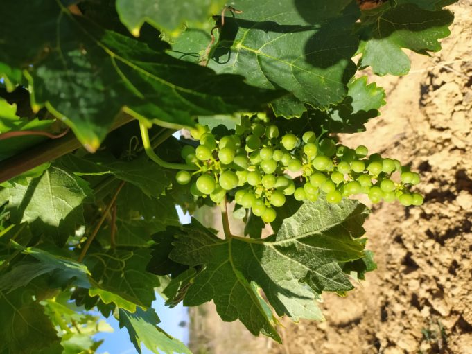 El Servicio Foral de Viticultura advierte del riesgo de una “merma significativa” en los viñedos alaveses de secano