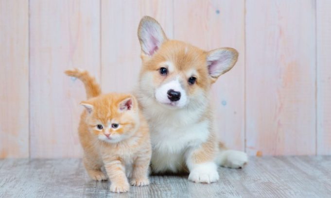 Probióticos y nucleótidos, esenciales según Advance para el desarrollo de defensas en cachorros