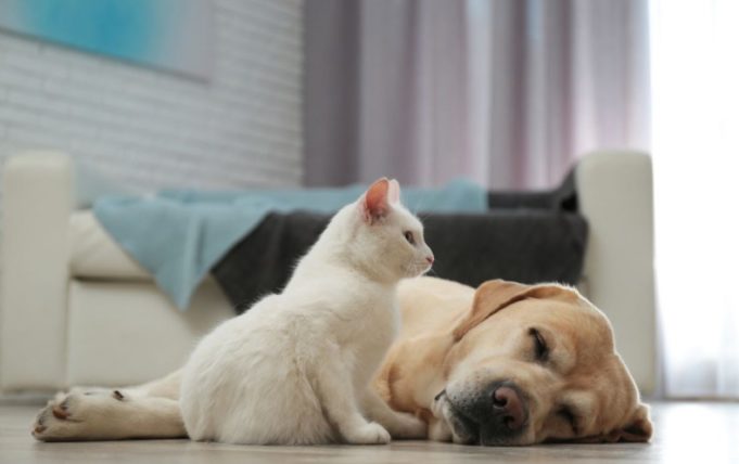 Informe Advance revela que casi tres de cada diez perros y gatos tienen problemas gastrointestinales