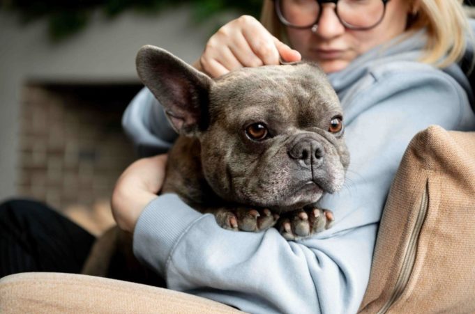 Advance crea el Vitality Test para mejorar el bienestar de perros en etapa senior