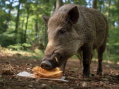Brote de peste porcina africana en Cataluña y repunte gripal preocupan a España