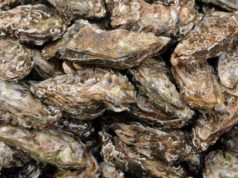 La industria de las ostras destaca la diversidad del medio acuático y su avance urbano