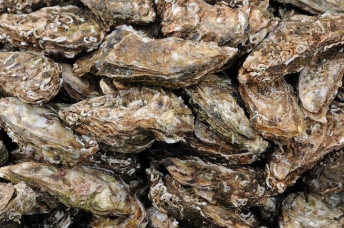 La industria de las ostras destaca la diversidad del medio acuático y su avance urbano
